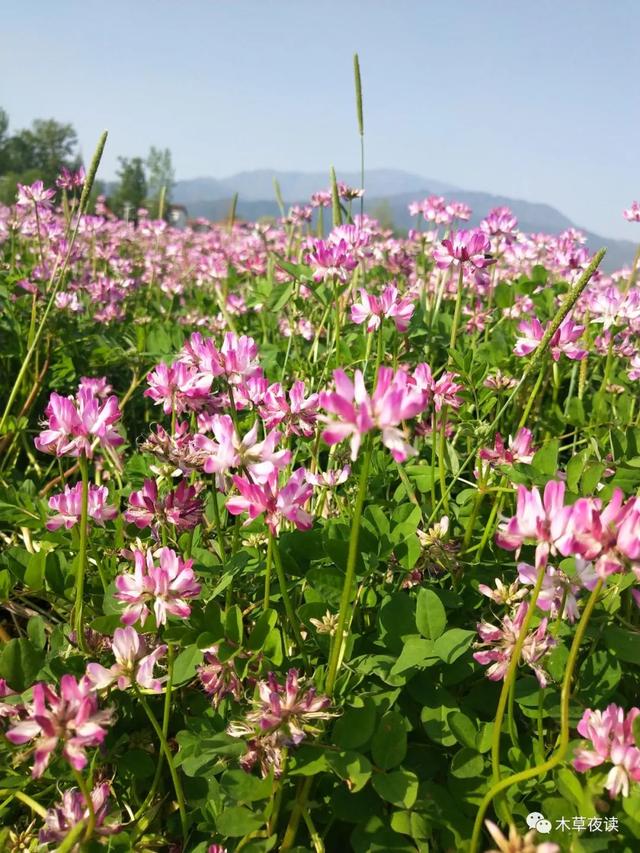 那些四月里开出绚烂花儿的野生植物们，四月有什么花开花