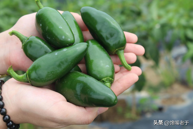 丘北辣椒交易市场，丘北辣椒亩产量大概多少（菲律宾全球出名能吃辣椒）