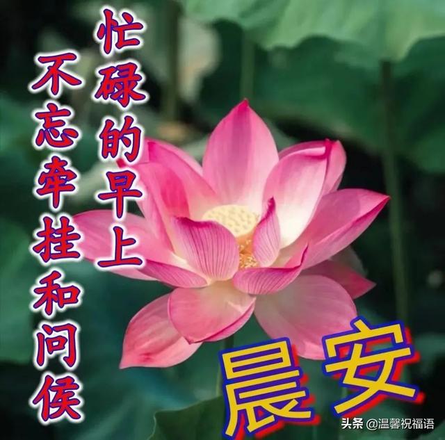 早安问候语大全，贴心的早安问候语大全（创意唯美亲人朋友早上好祝福语图片大全免打字）