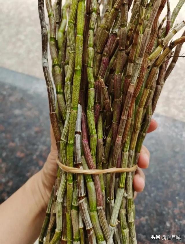 铁皮石斛多少钱，石斛多少钱一斤（九大仙草之首“石斛”）