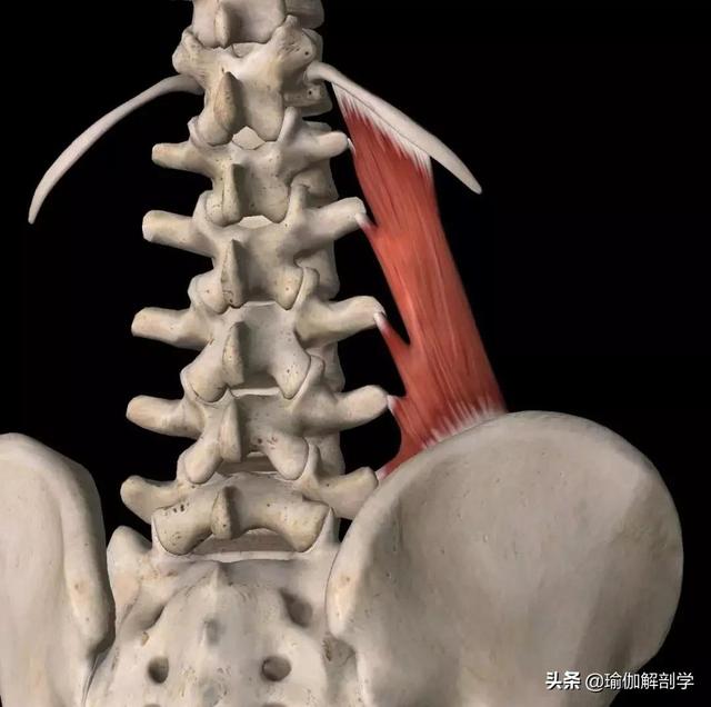 有哪些练腰方法,10个动作拉伸\u0026加强腰方肌 有哪些练腰方法,10个动作拉伸\u0026加强腰方肌