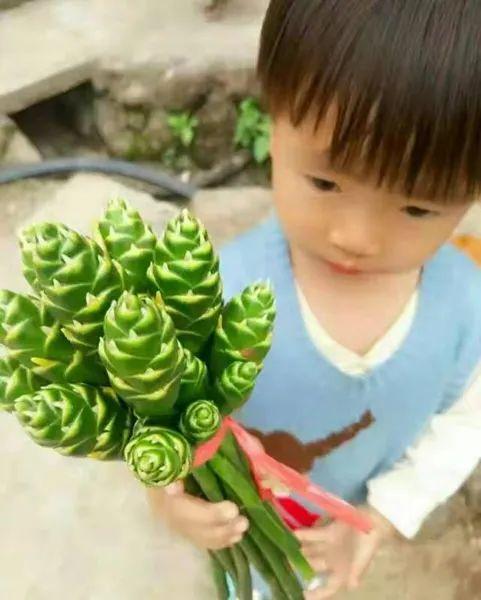 姜的种类和功效，姜的种类和功效和作用（12种姜科的辛香料）