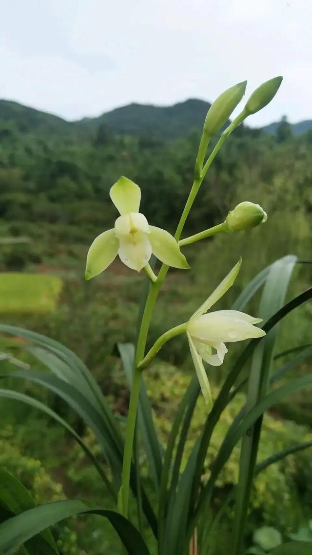 建兰最香白色兰花品种，又白又香的大瓜子，还有故事