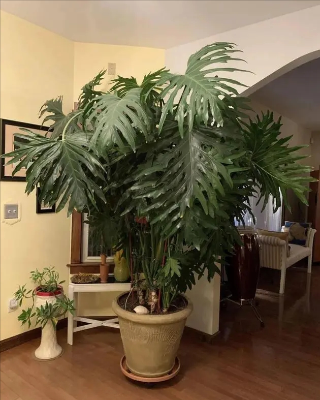 象征高贵的花，清冷而高贵的花（养在家里气质不凡）