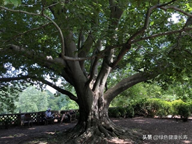 世界花园之美——敦巴顿橡树园，花园爱好者旅游必去之地