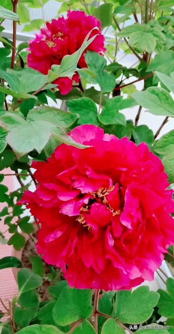 适合发心情的图片   赏图愉快哦:），关于发心情的图片（鲜艳欲滴的花朵）