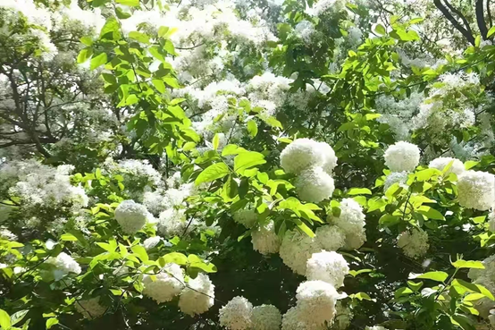 好听的树的名字，爱情树的名字大全简单而有寓意（5种“名花树”）