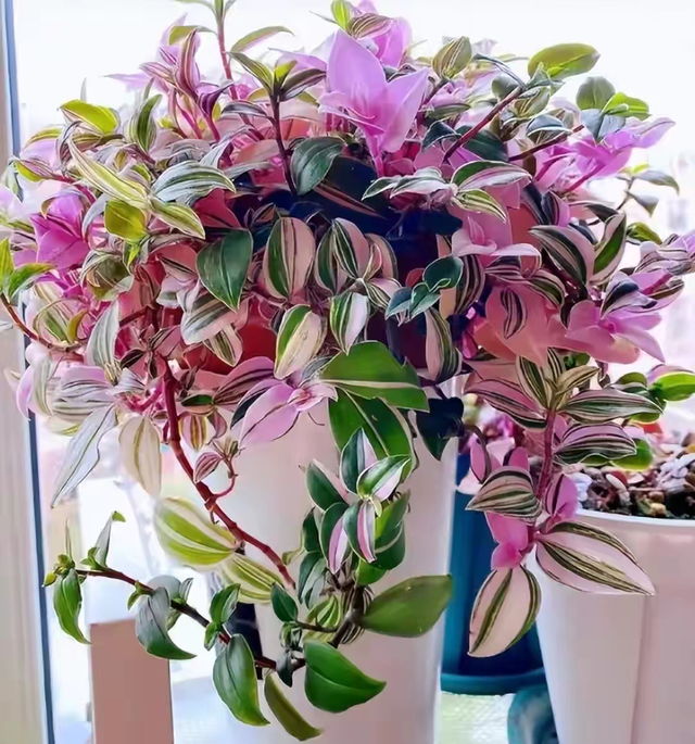 花与生活的关系花在生活中的用途，花给生活中带来了什么（美丽温馨又健康）