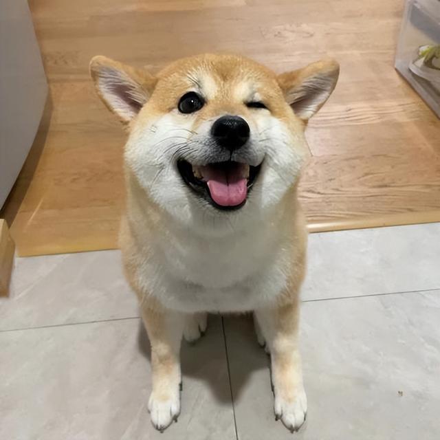 狗能不能吃甜的食物，这些食物对狗狗来说很难“抵挡”