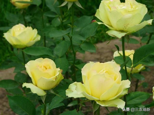 月季花的生长过程，月季从播种到发芽、长叶、开花的全过程（附带图片大全和种植方法）