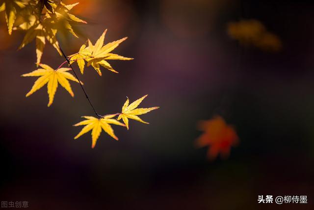 怎么拍照片好看，手机怎么拍照片好看（照片不能“瞎拍”）