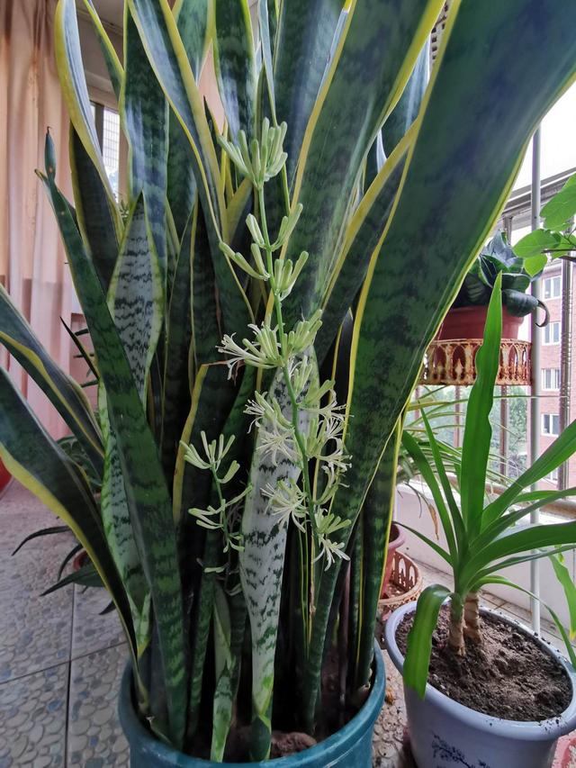 寓意吉祥的植物，寓意吉祥的植物图片（开花多有“好事到”）