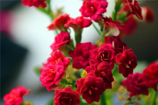 春节花卉品种大全大图，春节遇花期，五彩斑斓过新年