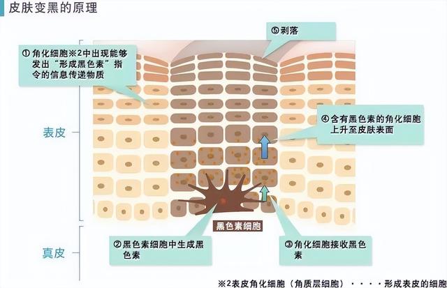 美白必知的小知识，美白必知的小知识有哪些（你需要get这些美白小知识）