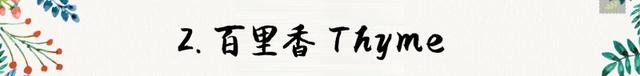 迷迭香是什么，西餐中常用的15种香料和香草（迷迭香是什么时候出的）