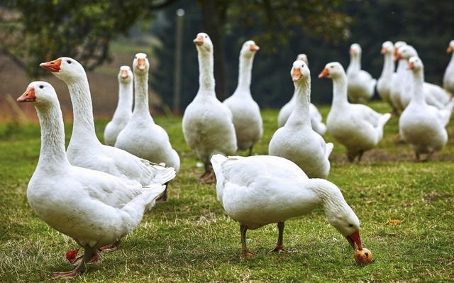 莱茵鹅如何饲养管理，养鹅饲养管理（如何喂养鹅才能让鹅长的肥）
