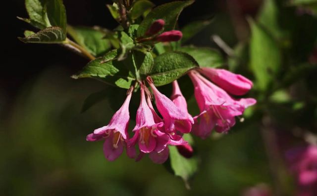 关于爱花赏花的诗句有哪些，爱花赏花的诗句有什么（八首锦带花的诗词）