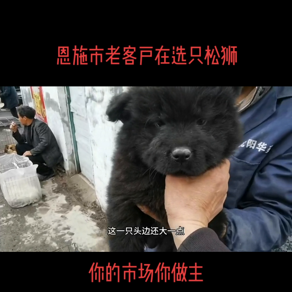 松狮幼犬要多少钱一只 松狮犬幼年