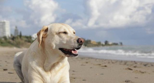 十大聪明犬排名，什么狗狗最聪明十大排行榜（看看有没有你家狗子）