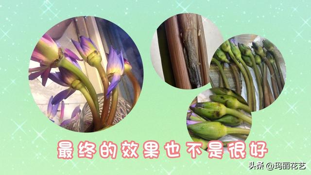 鲜花怎么醒花方法，醒花与不醒花的区别（鲜花睡莲怎么醒花）