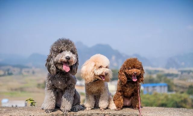 苏格兰牧羊犬智商排第几，苏格兰猎鹿犬的智商排名（盘点跑得“最快”的10种狗）