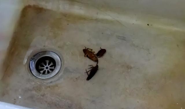 蟑螂拍死会有蟑螂卵吗，每只蟑螂拍死都会有卵吗（为何踩死的蟑螂一会就消失不见了）