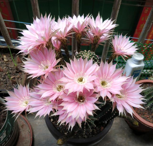 仙人球品种,就养"金刚"系列(仙人球品种图鉴)