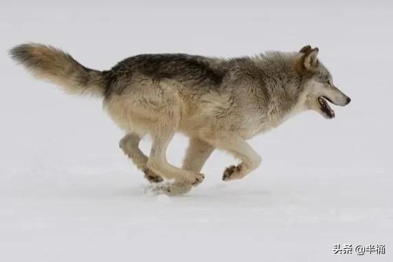 怎么区分狼和狗，狼会把狗当同类吗（成年人能徒手打败狼吗）