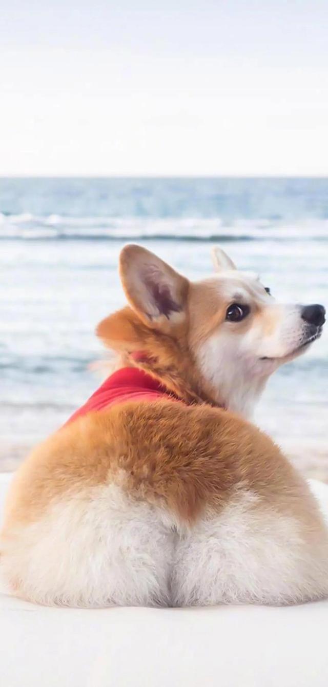 治愈系暖萌动物高清壁纸，温暖治愈系卡通图片（壁纸丨高清全屏萌萌的动物壁纸）