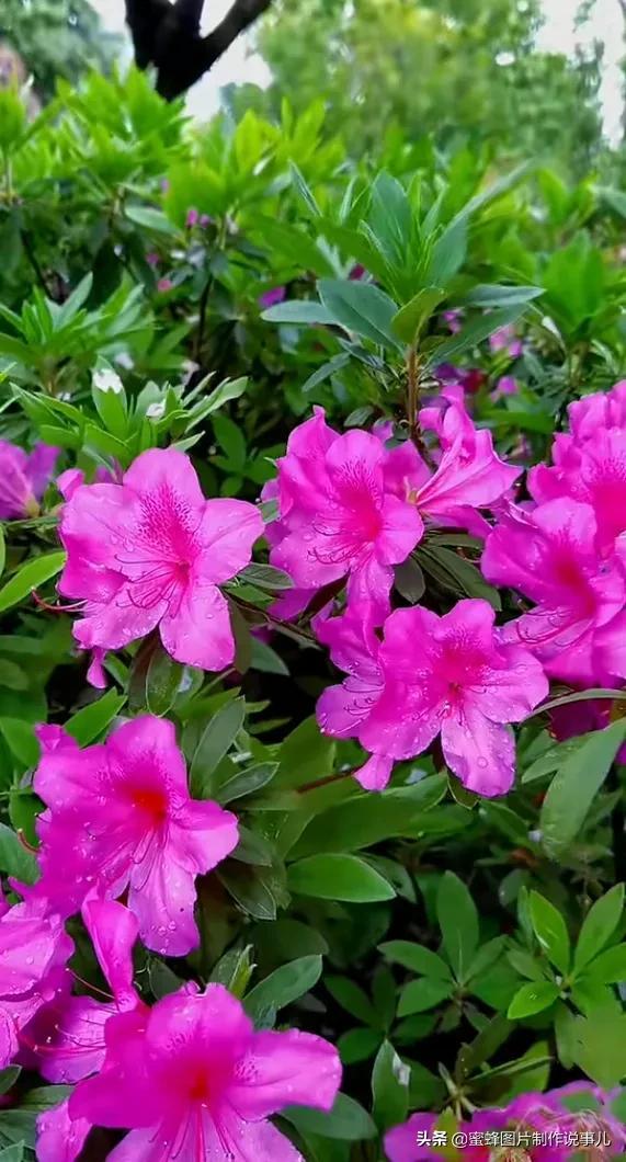 腊梅图片，一花一世界（腊梅图片）