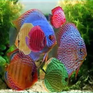 100多种神仙鱼欣赏，鳕鱼图片大全