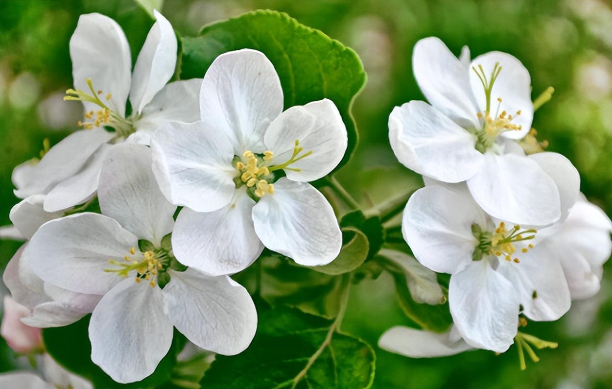 植物传播种子的办法,植物传播种子方法(主要有这5种方式) 植物传播种子的办法,植物传播种子方法(主要有这5种方式)