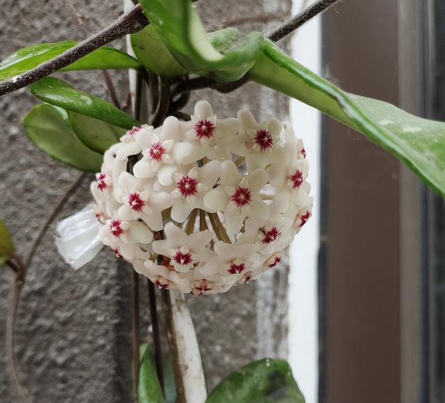 球兰（球兰花），球兰家中养殖（球兰兰花图片）