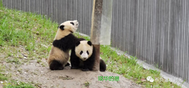 在四川看大熊猫（二）卧龙篇（全球最佳）