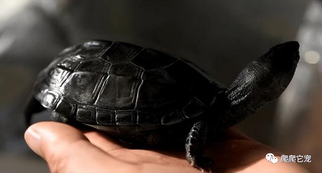 墨龟和草龟的区别，墨龟和草龟的区别图片（做一个有追求的养龟人）