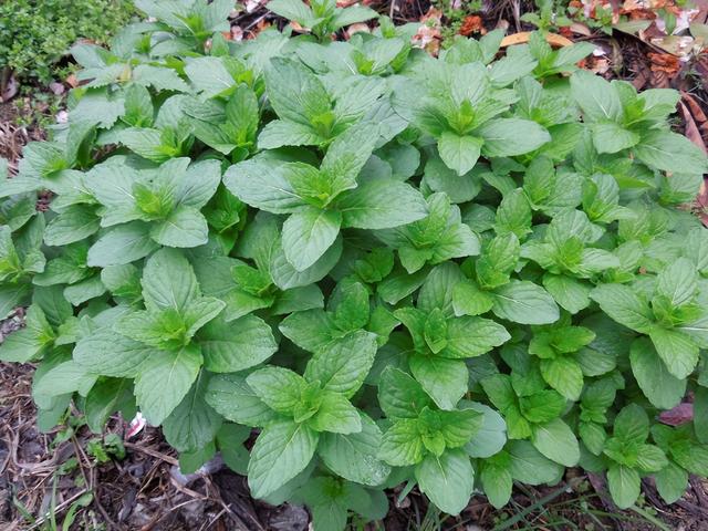 家庭种菜40种方法，家庭蔬菜种植方法（家里种6种蔬菜）