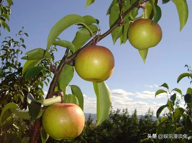 100种水果名字和单独的图片，水果大全名字100种水果（中国各省代表性水果）