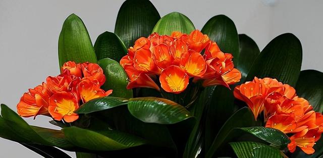 花，花好月圆人长久（72种鲜花欣赏图片）