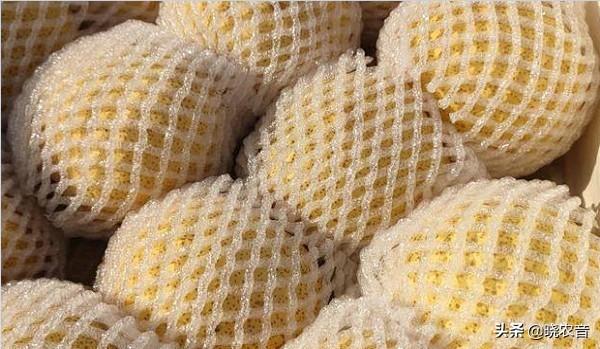 梨子常见品种有哪些，梨子什么品种（<附国内梨的主要品种介绍>）