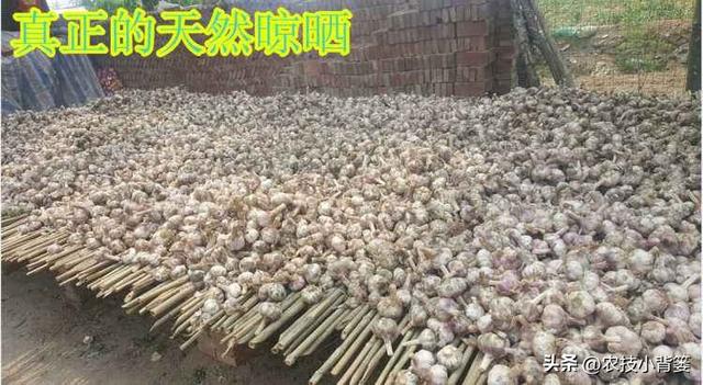 怎样在家里种大蒜，如何在家里种大蒜（从播种到越冬前重点注意这几点）