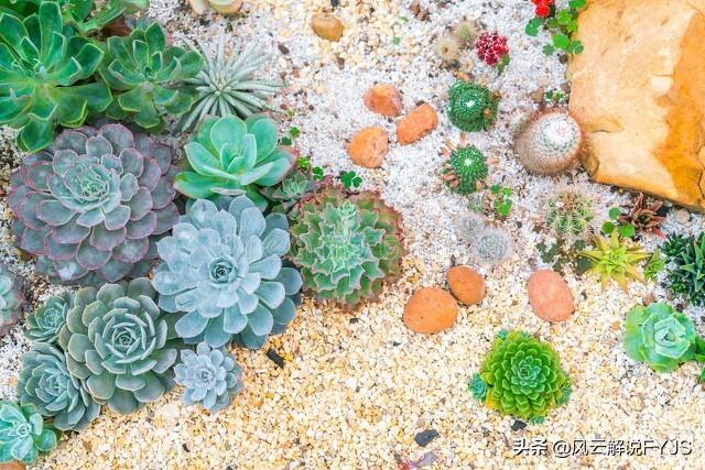 仙人掌用途有哪些，仙人掌有那些用途（仙人掌居然有这么多用处）