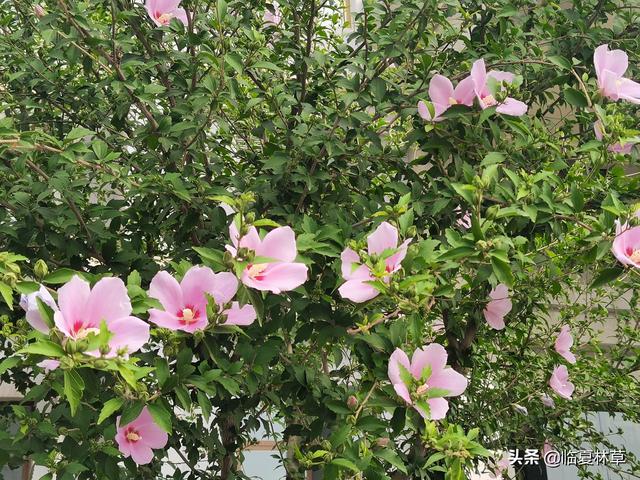 木槿花开唯美诗句，朝开暮落话枯荣