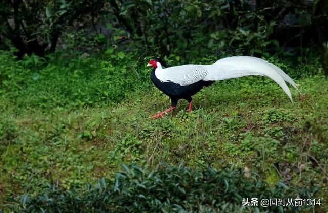 白娴鸟（白娴鸟图片，白娴鸟怎样的养殖（白鹇鸟唯美图片）