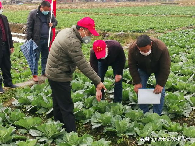 3的立方根是多少，3的3次方是多少（才能让蔬菜长得好、产量高、收益高）