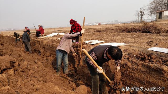 河南焦作铁棍山药，河南焦作铁棍山药的功效与作用（为啥河南温县的火了）