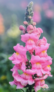 多头康乃馨的花语是什么，多头康乃馨花语代表什么（常见鲜花的花语寓意和养护……）