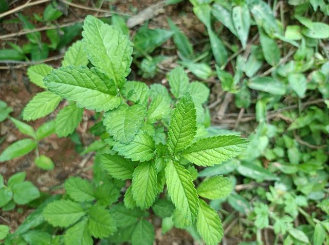 什么是土地龙植物，老人称为“草中人参”