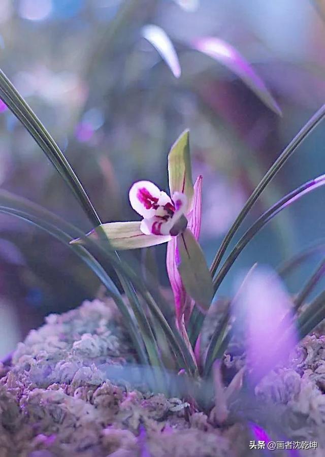 十大最贵最美兰花，绝美兰花50幅