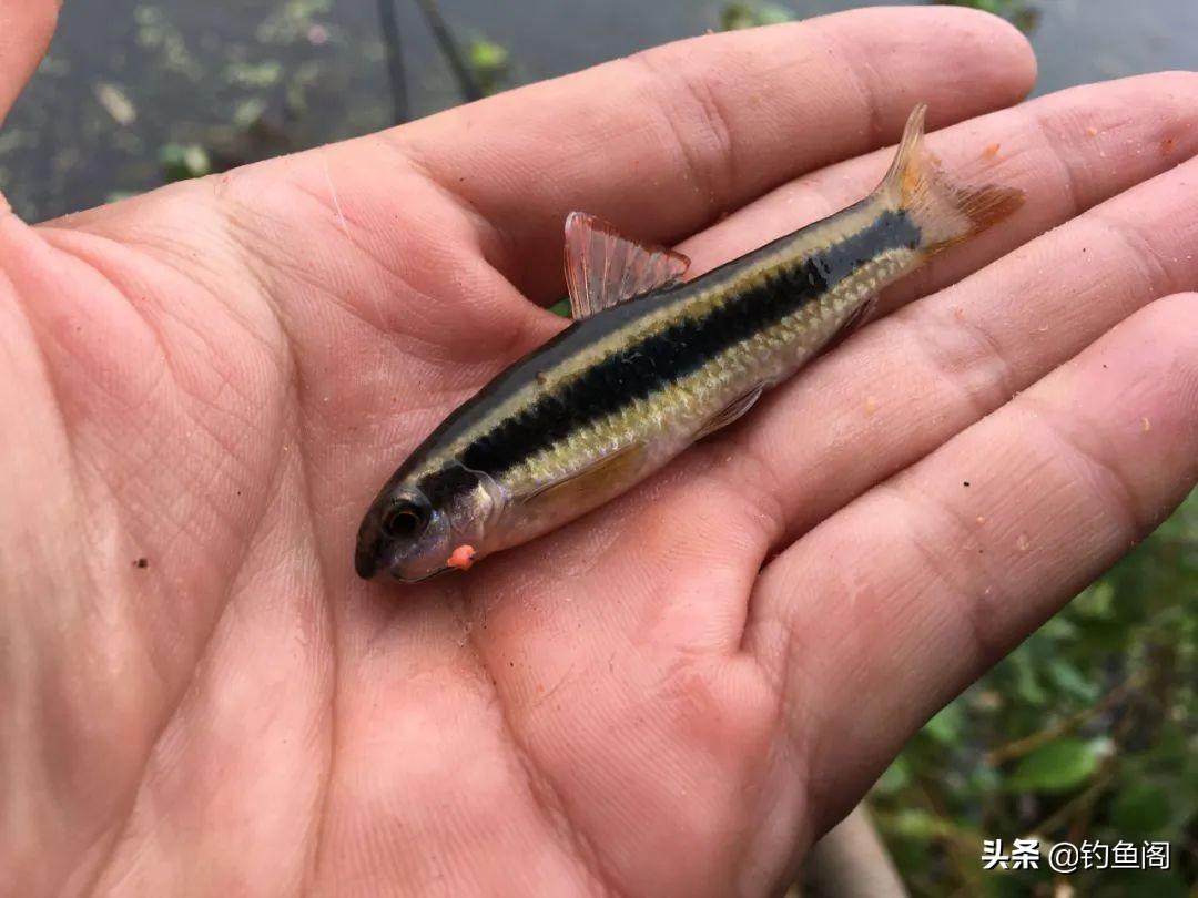 夏季专攻鲤鱼饵料配方，有效避开小鱼闹窝，提升大鱼上钩率