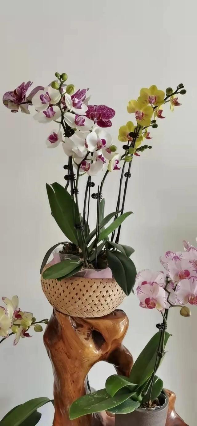 净字组词，净头净面净心净家过好年（屎字组词不骂人）